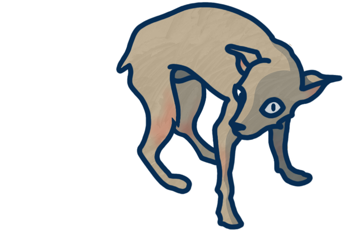 stray dog